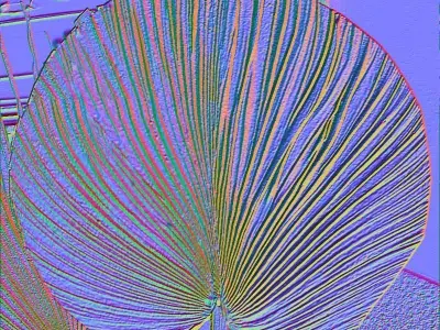 Bamboo fan  Free 3D model