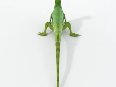 Common Basilisk Low-poly 3D model