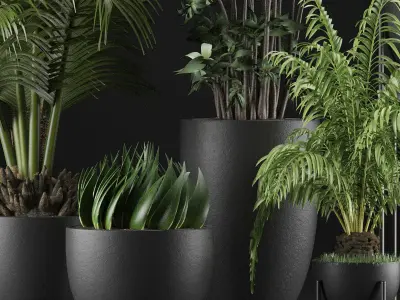 Plants Collection 24 3D model