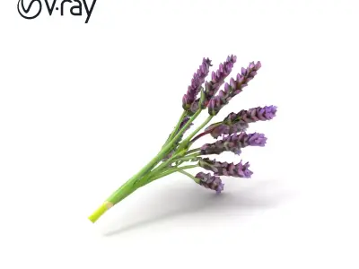 Realistic Lavender Plant Diversity model pack Low-poly 3D model