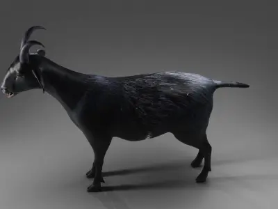 Goat 05 Rigged in Blender  Low-poly 3D model