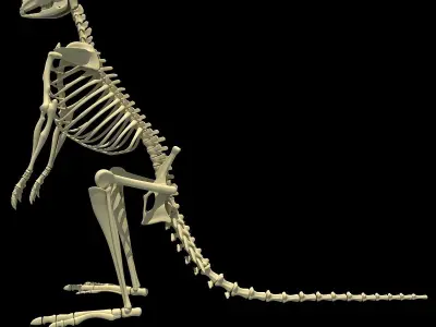 Kangaroo Skeleton 3D model