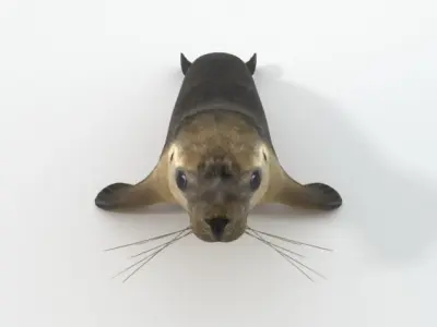 Marine seal Low-poly 3D model