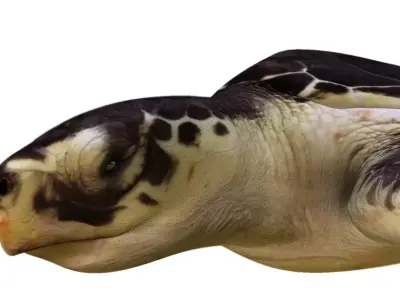 Tortoise 3d model sea turtle 3D model