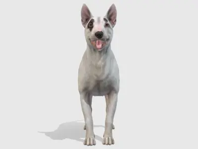 Dog - Bull Terrier Low-poly 3D model
