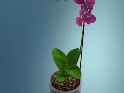 Orchid plant low poly Low-poly 3D model