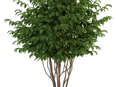 Plants collection 91 3D model