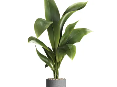 indoor plant 027 3D model