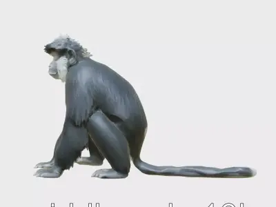 Black Crested Gibbon 3D Model with Detailed Fur Low-poly 3D model