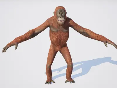 Orangutan 3D model