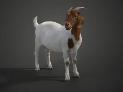 Boer Goat  with 6 Animations VFX Grace 3D model