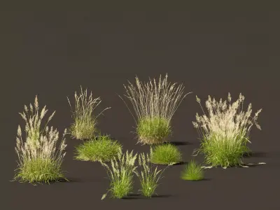 Decorative Ornamental Grasses Pack 29 3D model