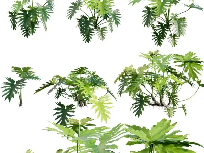 Philodendron bipinnatifidum - Philodendron selloum Split 3D model