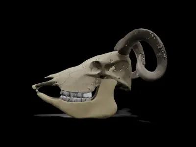 Goat low poly game ready skull Low-poly 3D model