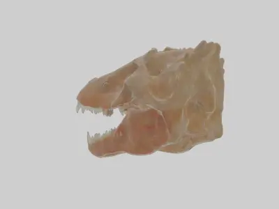 Cynodont Fossil Model mammallike reptile Low-poly 3D model