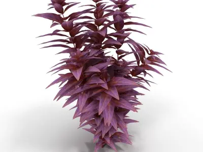 Ludwigia long 3D model