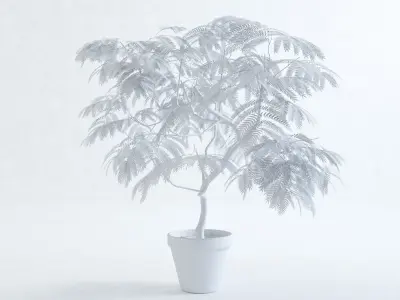 Everfresh Tree 1M - Cojoba arborea var angustifolia 3D model