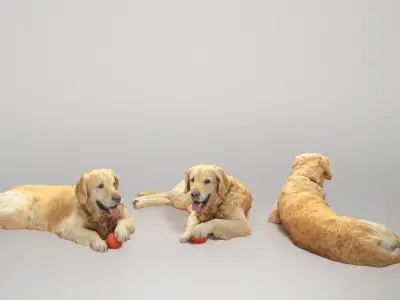 Golden retriever 17 Low-poly 3D model