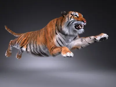 Sumatran Tiger for 3dsmax 3D model