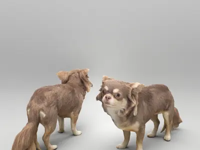 Chihuahua dog 24 Low-poly 3D model