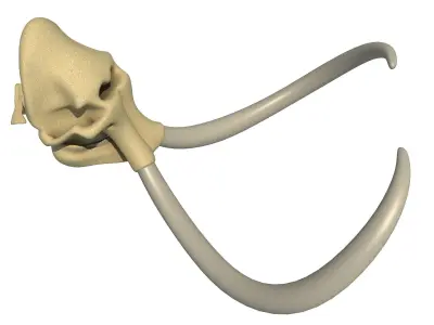 Woolly Mammoth Skull 3D model