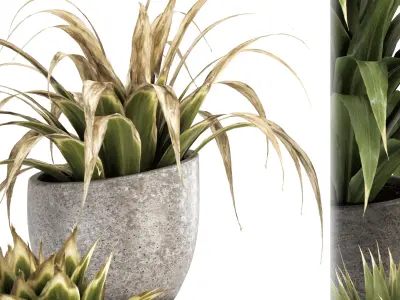 Collection of plants-001 3D model