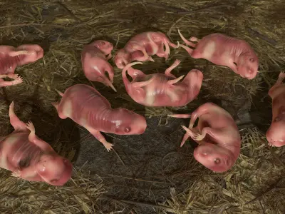 Cub Rat Low-poly 3D model