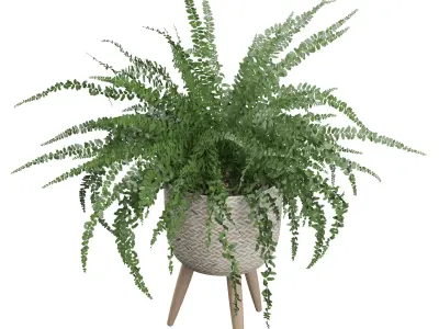 Fern in biedge pot 3D model