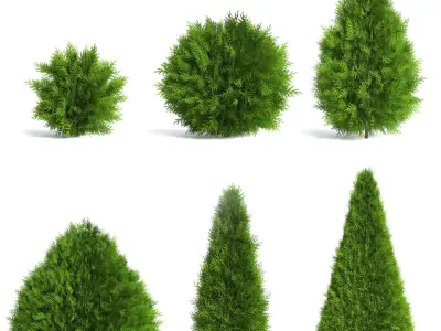 6 Thuja Shrubs 3D model