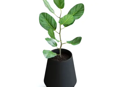 Ficus Plant II 3D model