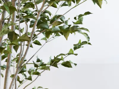 Fraxinus griffithii Tree 3D model