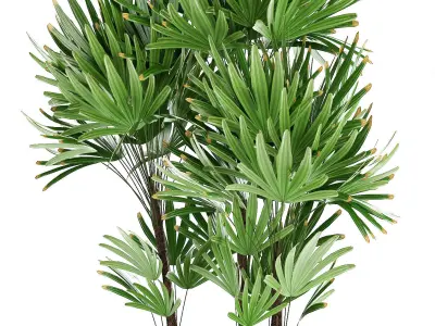 Collection Exotic plants  3D model