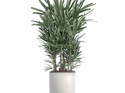 Decorative palm in a white flowerpot 521 3D model