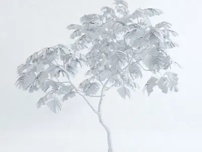 Everfresh Tree 3M - Cojoba arborea var angustifolia 3D model