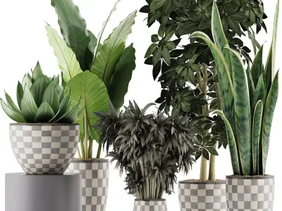 Plants Collection 43 3D model