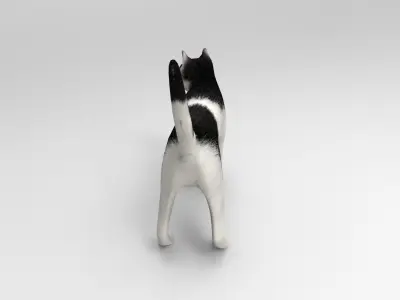 3D Cat animated Model low poly  Low-poly 3D model
