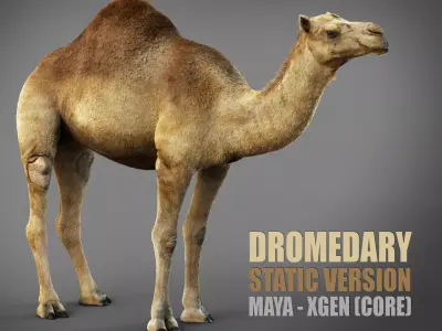 Dromedary Static Xgen core 3D model
