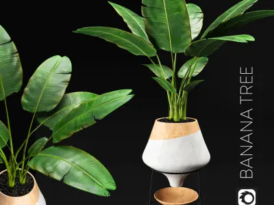 bbanana tree 3D model