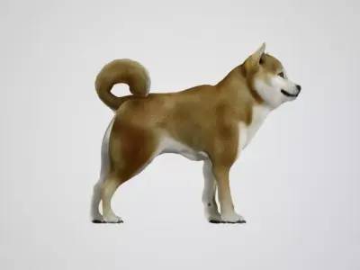 REALISTIC 3D DOG MODEL Low-poly 3D model
