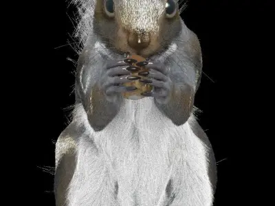 Grey Squirrel 3D model