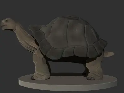 Tortoise 3D High Poly Model 3D model