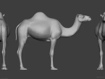 Camel Dromedary - Highpoly Sculpture 3D model