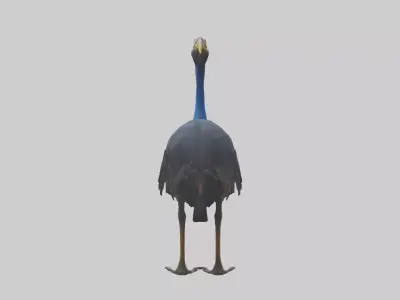 Cassowary stalking model 3D model