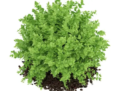 Small Boxwood Plant Buxus sempervirens 3D model