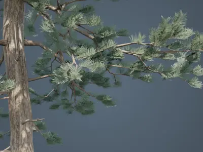 Tall Conifer Trees Low-poly 3D model