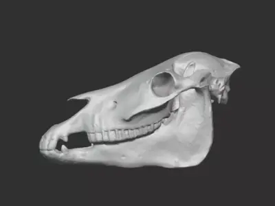 3d scan of a pony mule skull 3D model
