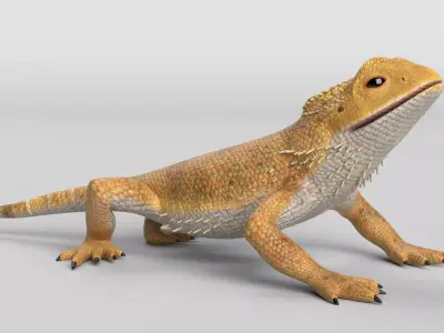 Bearded Dragon Lizard Low-poly 3D model