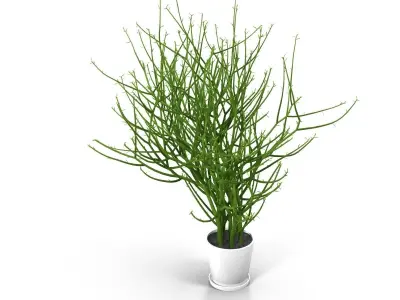 Pencil cactus 3D model