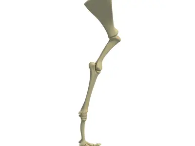 Camel Animal Humerus Arm  3D model