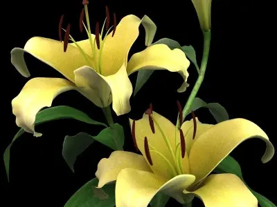 lily yellow 3D model